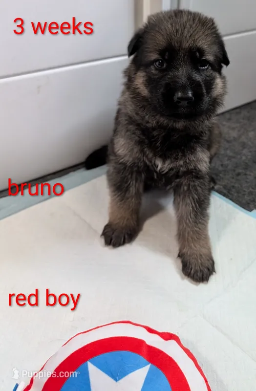 Bruno – German Shepherd Dog puppy for sale in Spring Hill, FL