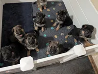 Bruno, a male German Shepherd Dog for sale in Spring Hill, FL – 7 of 9