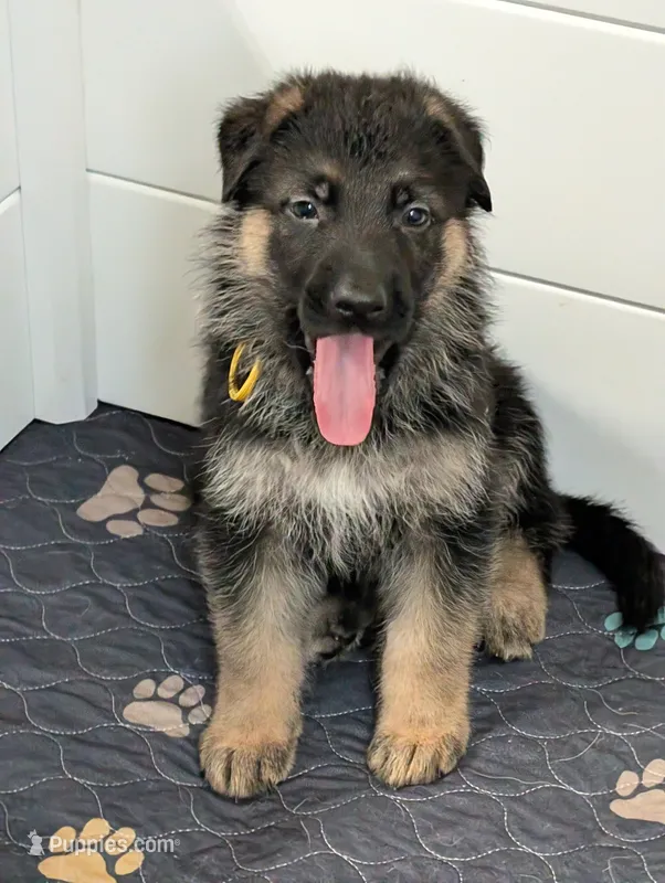 Major – German Shepherd Dog puppy for sale in Spring Hill, FL