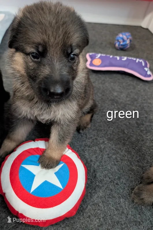 Luna – German Shepherd Dog puppy for sale in Spring Hill, FL