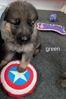 Luna, a female German Shepherd Dog for sale in Spring Hill, FL – 1 of 2
