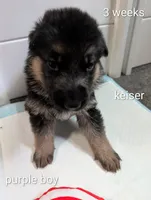 Keiser, a male German Shepherd Dog for sale in Spring Hill, FL – 2 of 2