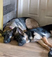 Ariel-Raeya, a female German Shepherd Dog for sale in Spring Hill, FL – 8 of 10