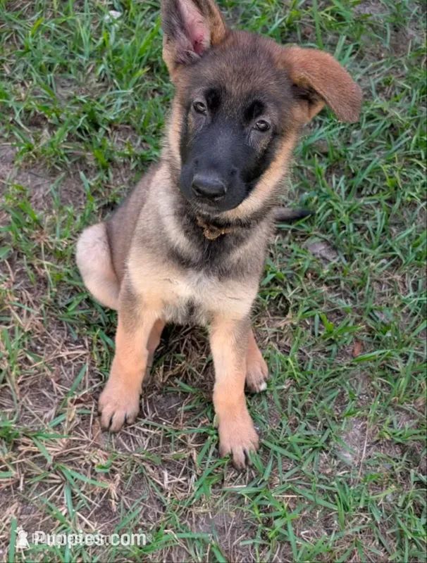 Sable – German Shepherd Dog puppy for sale in Spring Hill, FL