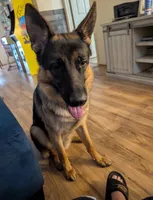 Ariel-Raeya, a female German Shepherd Dog for sale in Spring Hill, FL – 5 of 10