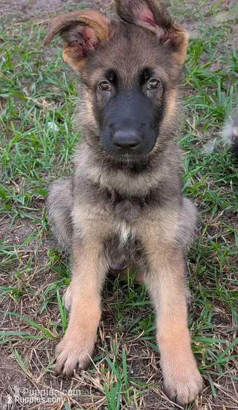 Bruno – German Shepherd Dog puppy for sale in Spring Hill, FL