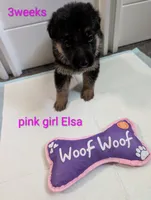 Elsa, a female German Shepherd Dog for sale in Spring Hill, FL – 2 of 2