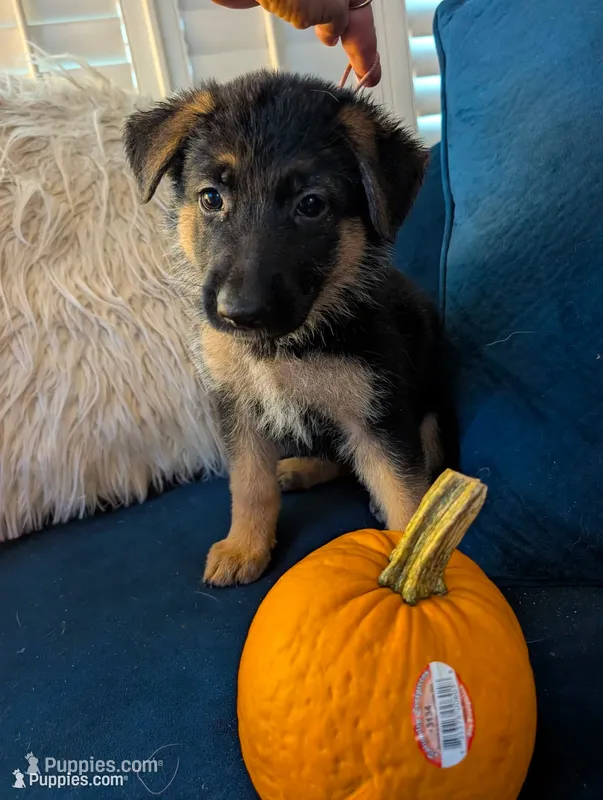 Elsa – German Shepherd Dog puppy for sale in Spring Hill, FL