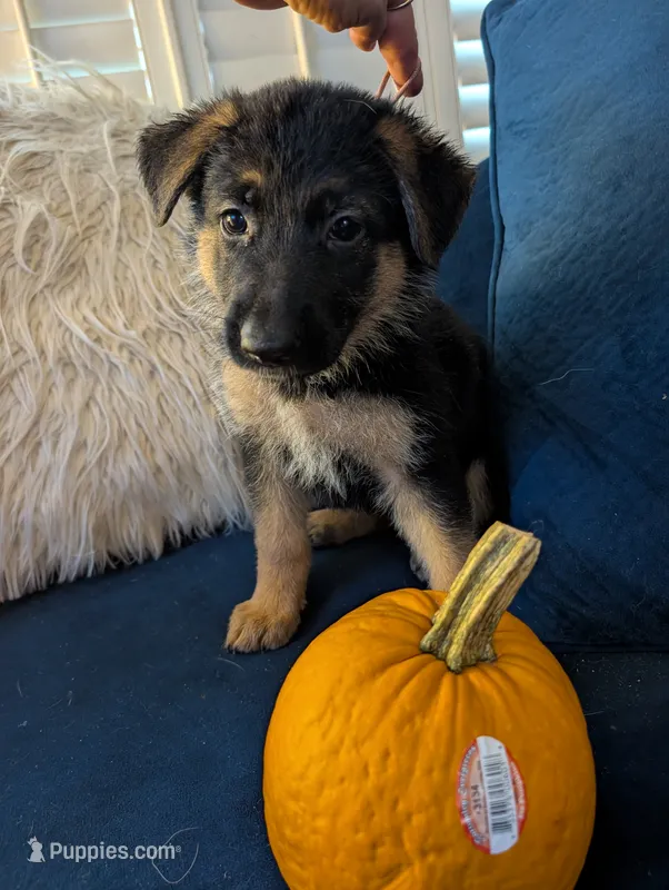 Elsa – German Shepherd Dog puppy for sale in Spring Hill, FL