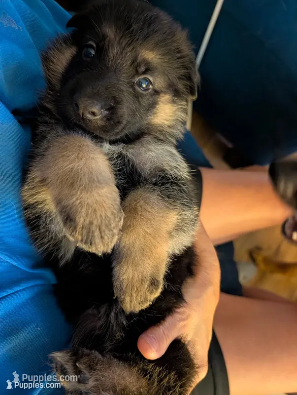 Major – German Shepherd Dog puppy for sale in Spring Hill, FL