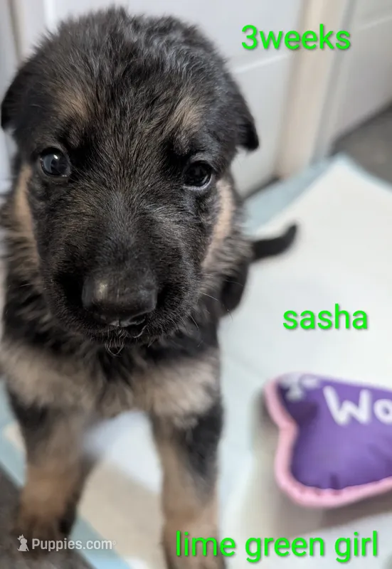 Sasha – German Shepherd Dog puppy for sale in Spring Hill, FL