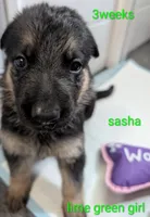 Sasha, a female German Shepherd Dog for sale in Spring Hill, FL – 1 of 2