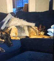 Elsa, a female German Shepherd Dog for sale in Spring Hill, FL – 4 of 9
