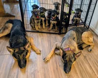Bruno, a male German Shepherd Dog for sale in Spring Hill, FL – 9 of 9