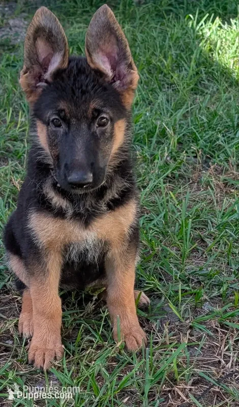 Elsa – German Shepherd Dog puppy for sale in Spring Hill, FL