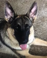 Sasha-Nala, a female German Shepherd Dog for sale in Spring Hill, FL – 9 of 10