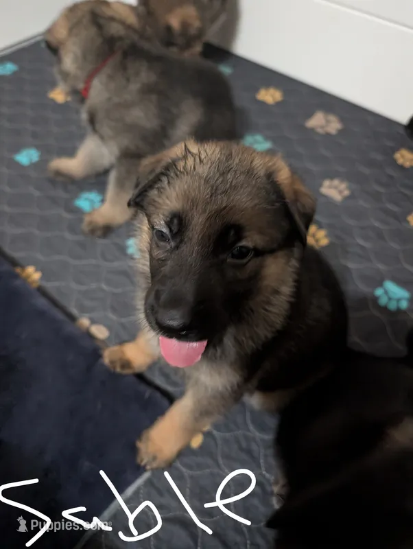 Sable – German Shepherd Dog puppy for sale in Spring Hill, FL