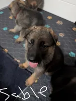 Sable, a female German Shepherd Dog for sale in Spring Hill, FL – 3 of 10