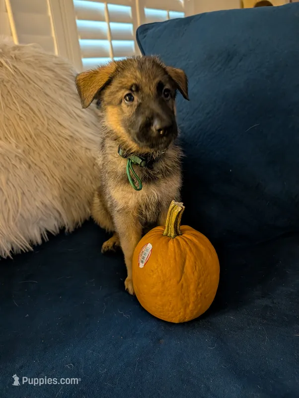 Luna – German Shepherd Dog puppy for sale in Spring Hill, FL