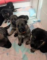 Ariel-Raeya, a female German Shepherd Dog for sale in Spring Hill, FL – 4 of 10
