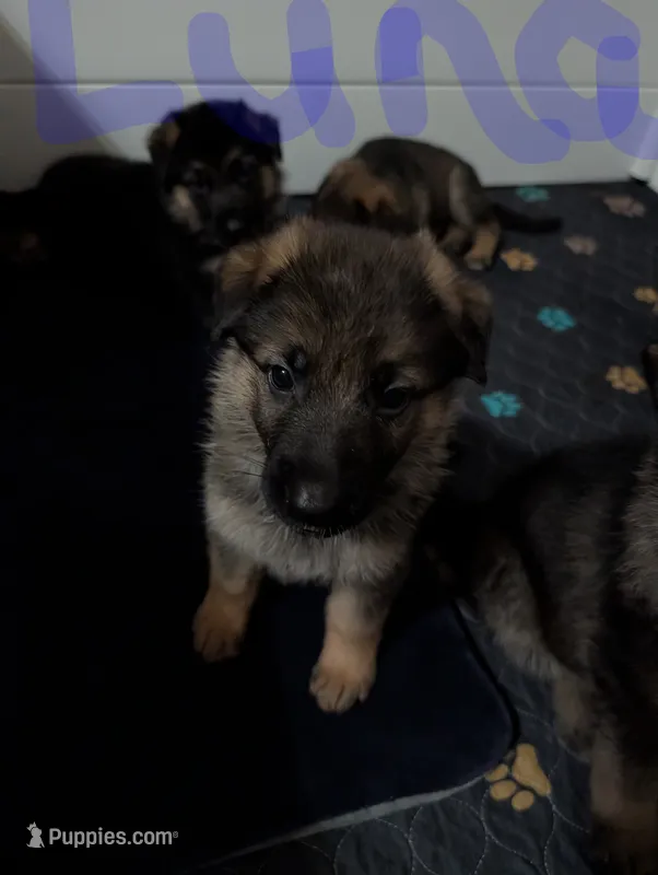 Luna – German Shepherd Dog puppy for sale in Spring Hill, FL