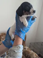 Archie, a male Miniature Dachshund for sale in Rio Linda, CA – 4 of 10