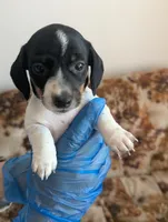 Archie, a male Miniature Dachshund for sale in Rio Linda, CA – 5 of 10