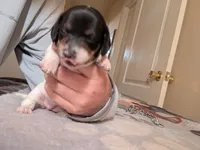 Marley , a female Miniature Dachshund for sale in Rio Linda, CA – 1 of 8