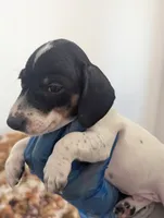 Archie, a male Miniature Dachshund for sale in Rio Linda, CA – 8 of 10