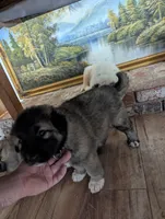 General , a male Great Pyrenees and Central Asian Shepherd for sale in Rio Linda, CA – 5 of 9