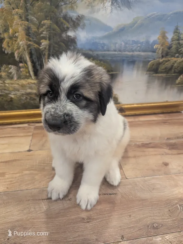 Avalanche  – Great Pyrenees, Central Asian Shepherd puppy for sale in Rio Linda, CA