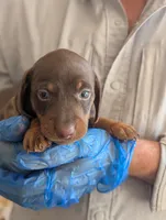 General , a male Miniature Dachshund for sale in Rio Linda, CA – 5 of 5