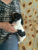 Gracie, a female Miniature Dachshund for sale in Rio Linda, CA – 6 of 7