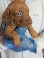 Clara, a female Miniature Dachshund for sale in Rio Linda, CA – 2 of 7