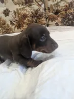 General , a male Miniature Dachshund for sale in Rio Linda, CA – 2 of 5