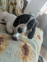 Gracie, a female Miniature Dachshund for sale in Rio Linda, CA – 2 of 7