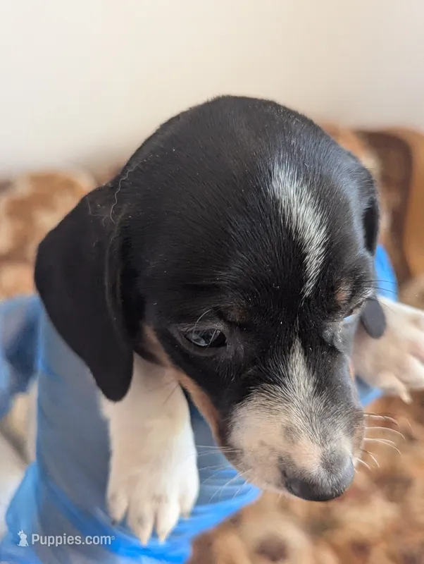 Archie – Miniature Dachshund puppy for sale in Rio Linda, CA