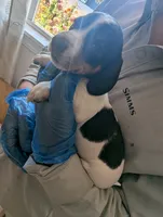 Gracie, a female Miniature Dachshund for sale in Rio Linda, CA – 4 of 5