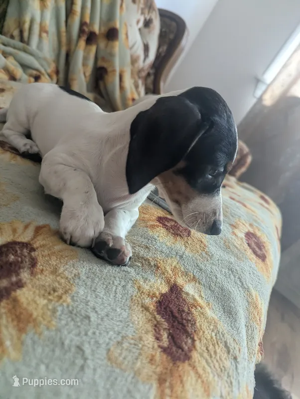 Gracie – Miniature Dachshund puppy on hold in Rio Linda, CA