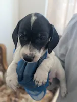 Archie, a male Miniature Dachshund for sale in Rio Linda, CA – 7 of 10