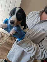 Gracie, a female Miniature Dachshund for sale in Rio Linda, CA – 3 of 5