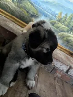 General , a male Great Pyrenees and Central Asian Shepherd for sale in Rio Linda, CA – 4 of 9