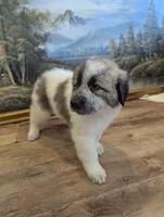 Maddy , a female Great Pyrenees and Central Asian Shepherd for sale in Rio Linda, CA – 2 of 10