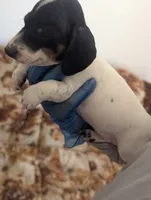 Archie, a male Miniature Dachshund for sale in Rio Linda, CA – 6 of 10