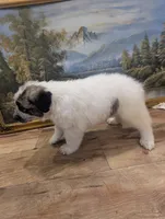 Avalanche , a male Great Pyrenees and Central Asian Shepherd for sale in Rio Linda, CA – 4 of 8