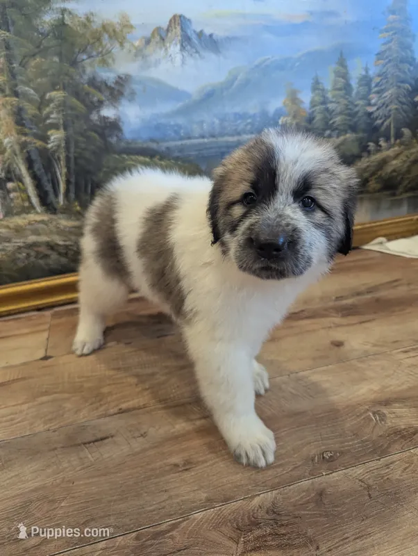 Maddy  – Great Pyrenees, Central Asian Shepherd puppy for sale in Rio Linda, CA