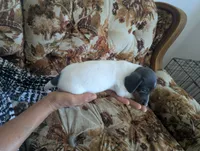 Marley , a female Miniature Dachshund for sale in Rio Linda, CA – 3 of 3