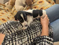 Gracie, a female Miniature Dachshund for sale in Rio Linda, CA – 7 of 7