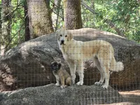 Layla, a female Great Pyrenees and Central Asian Shepherd for sale in Rio Linda, CA – 8 of 10