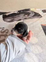 Marley , a female Miniature Dachshund for sale in Rio Linda, CA – 3 of 8